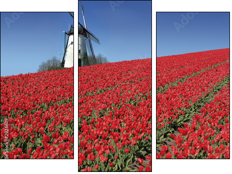 dutch mill and red tulips - Three-piece canvas, Triptych