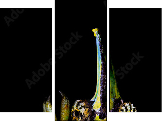 ChamÃ¤leon - Three-piece canvas, Triptych