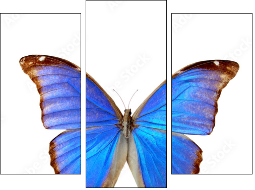 Blue morpho - Three-piece canvas, Triptych