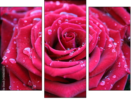 Red rose with dew - Three-piece canvas, Triptych