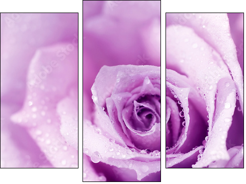 Purple wet rose background - Three-piece canvas, Triptych