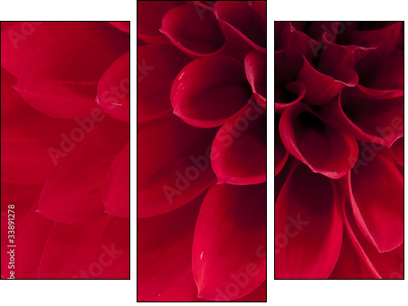 Dahlia - Three-piece canvas, Triptych