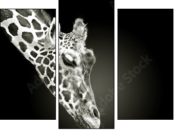 Flecken verwandte - Three-piece canvas, Triptych