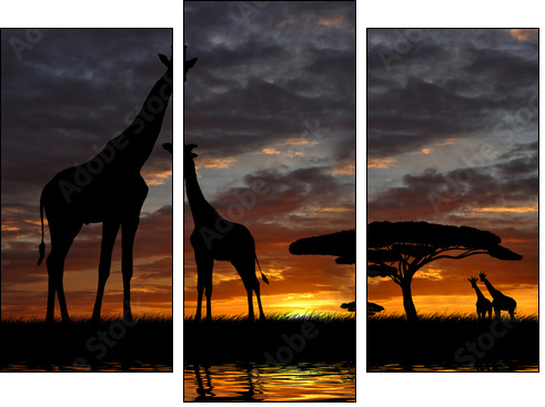 giraffes in the sunset - Three-piece canvas, Triptych