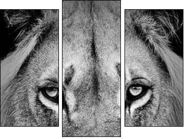 Lion Portrait - Three-piece canvas, Triptych