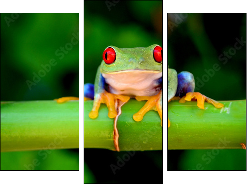 Red eyed tree frog looking curious - Three-piece canvas, Triptych