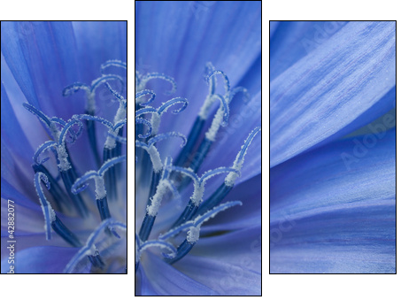cornflower - Three-piece canvas, Triptych