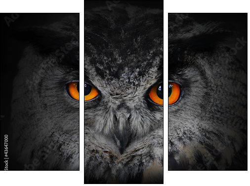 The evil eyes. ( Eagle Owl, Bubo bubo). - Three-piece canvas, Triptych