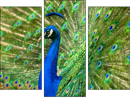 MajestÃ¤tischer Pfau - Three-piece canvas, Triptych