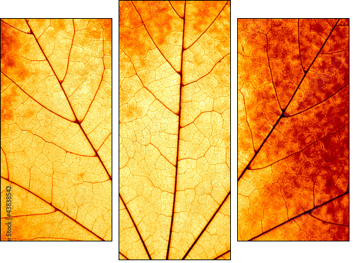 Autumnal background - macro of a colorful maple leaf - Three-piece canvas, Triptych