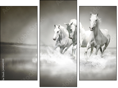 Herd of white horses running through water - Three-piece canvas, Triptych