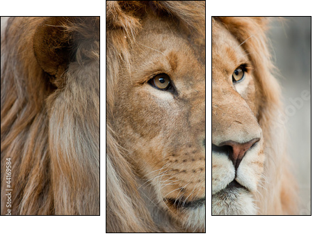 lion - Three-piece canvas, Triptych