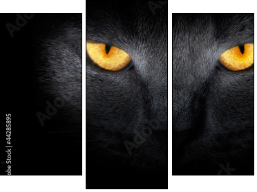 View from the darkness. muzzle a cat on a black background. - Three-piece canvas, Triptych