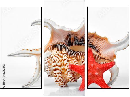 tropical sea shells - Three-piece canvas, Triptych