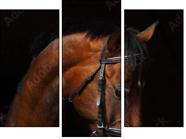 Bay Trakehner Horse with classic bridle - Three-piece canvas, Triptych