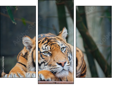 Endangered Sumatran Tiger - Three-piece canvas, Triptych