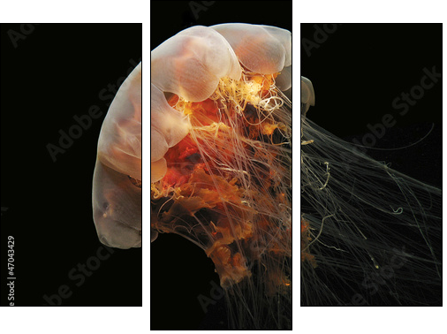 Lion's Mane Jelly - Three-piece canvas, Triptych