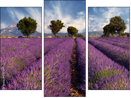 Lavender field in Provence, France - Three-piece canvas, Triptych