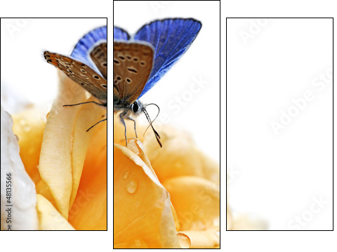 blue butterfly isolated on white background - Three-piece canvas, Triptych