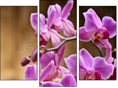 spa concept - Three-piece canvas, Triptych