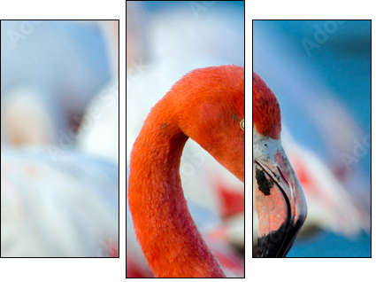 Pink flamingo on the lake - Three-piece canvas, Triptych