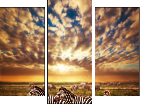 Zebras herd on African savanna at sunset. Safari in Serengeti - Three-piece canvas, Triptych