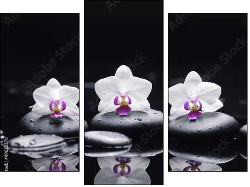 orchid flower and stones in water drops - Three-piece canvas, Triptych