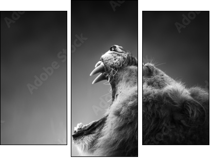 Lion displaying dangerous teeth - Three-piece canvas, Triptych
