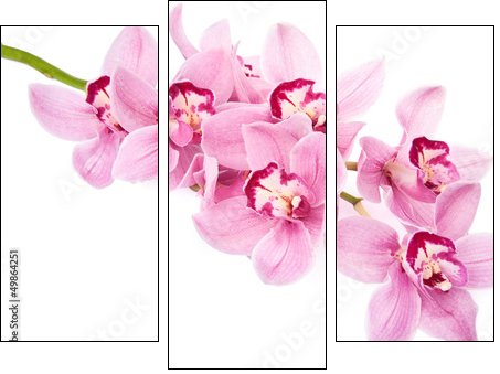 pink orchid flowers isolated - Three-piece canvas, Triptych