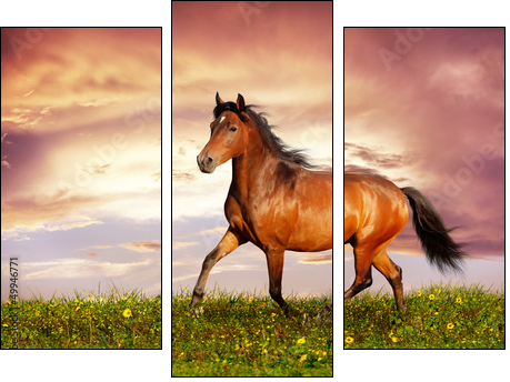 Beautiful brown horse running trot - Three-piece canvas, Triptych