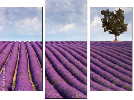 Lavender field and a lone tree - Three-piece canvas, Triptych