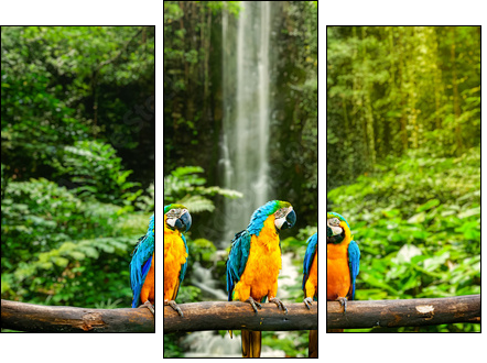 Blue-and-Yellow Macaw - Three-piece canvas, Triptych