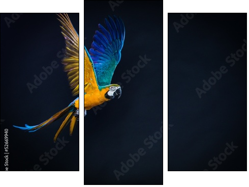 Colourful flying Ara on a dark background - Three-piece canvas, Triptych