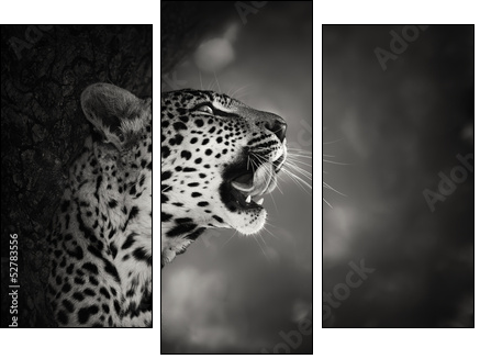 Leopard portrait - Three-piece canvas, Triptych