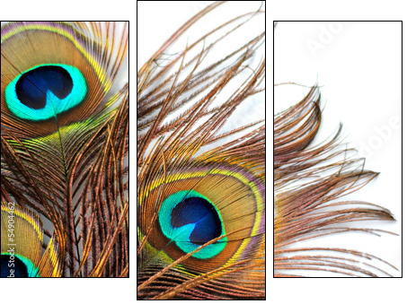 Three peacock feathers - Three-piece canvas, Triptych