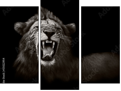 Lion displaying dangerous teeth - Three-piece canvas, Triptych