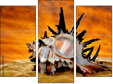Conch shell on beach in the sunset - Three-piece canvas, Triptych
