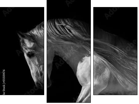 horse portrait on a dark background - Three-piece canvas, Triptych