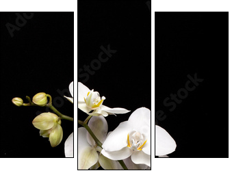 White orchid isolated on black - Three-piece canvas, Triptych