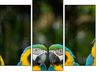 parrot - Three-piece canvas, Triptych