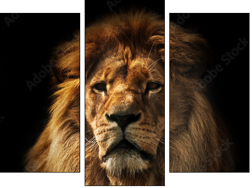 Lion portrait with rich mane on black - Three-piece canvas, Triptych