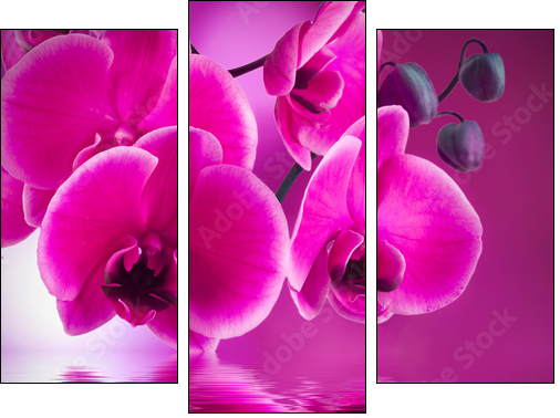 natural floral background, spa concept - Three-piece canvas, Triptych