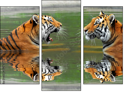Siberian Tigers in water - Three-piece canvas, Triptych