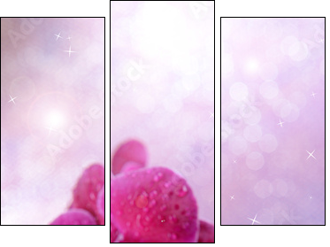 Beautiful blooming orchid  on light color background - Three-piece canvas, Triptych