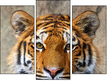 Tiger face up close - Three-piece canvas, Triptych