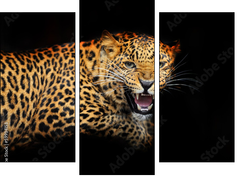 Portrait of leopard in its natural habitat - Three-piece canvas, Triptych
