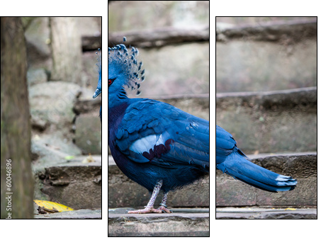 Victoria crowned pigeon. Exotic Bird Goura Victoria - Three-piece canvas, Triptych