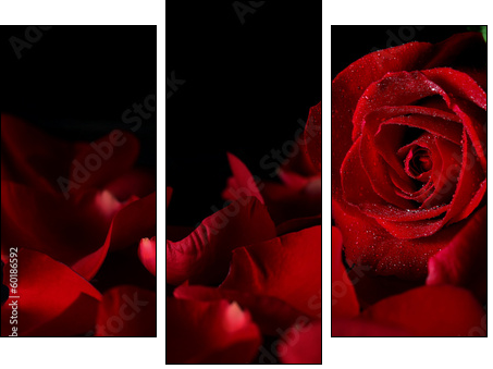 Red rose - Three-piece canvas, Triptych