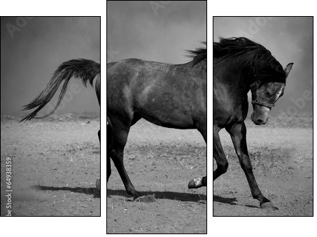 Galloping black horse - Three-piece canvas, Triptych