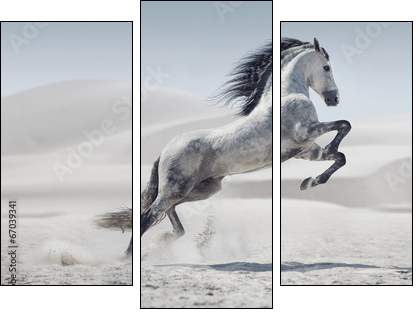 Picture presenting the galloping white horse - Three-piece canvas, Triptych